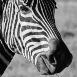 Zebra Stripes